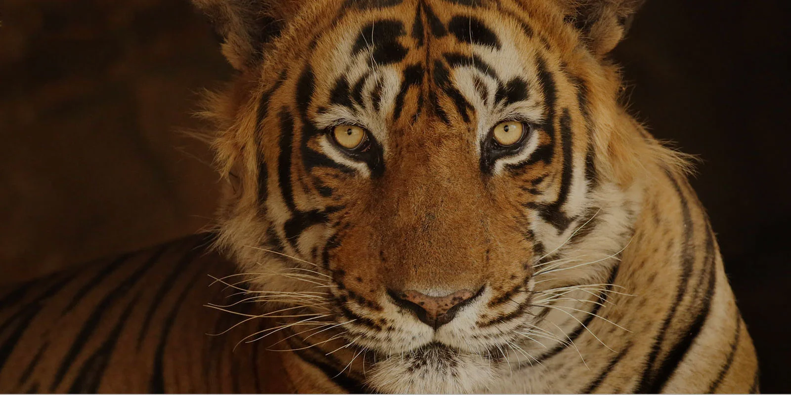 Rajasthan heritage haveli