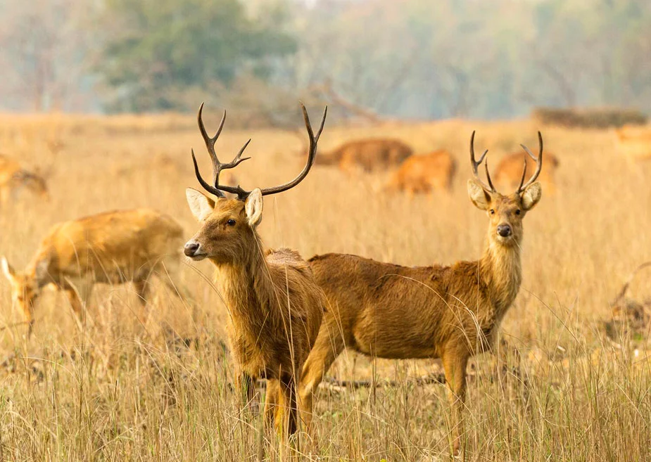 Wildlife — Rajasthan travel category